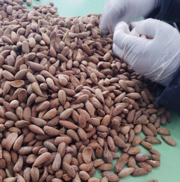 Ziba Foods Shakhurbai Almonds Afghanistan sustainably grown
